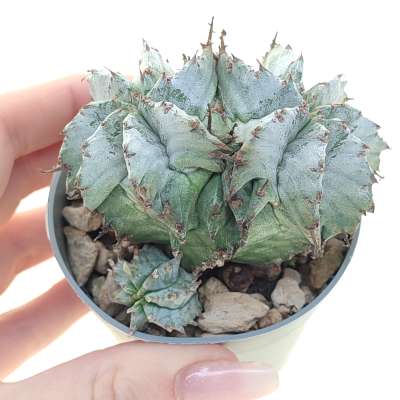 Euphorbia horrida var. Alba f. dicotomica