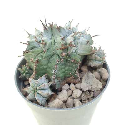 Euphorbia horrida var. Alba f. dicotomica - Giromagi