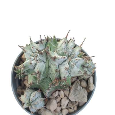Euphorbia horrida var. Alba f. dicotomica - Giromagi