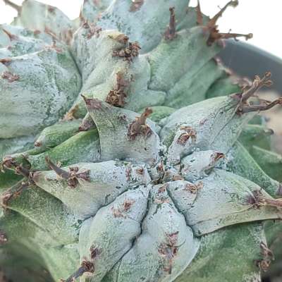 Euphorbia horrida var. Alba f. dicotomica - Giromagi