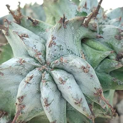 Euphorbia horrida var. Alba f. dicotomica - Giromagi