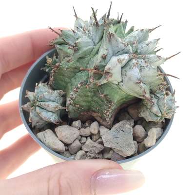 Euphorbia horrida var. Alba f. dicotomica