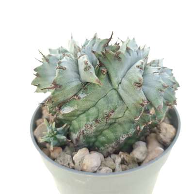 Euphorbia horrida var. Alba f. dicotomica - Giromagi