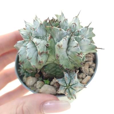 Euphorbia horrida var. Alba f. dicotomica