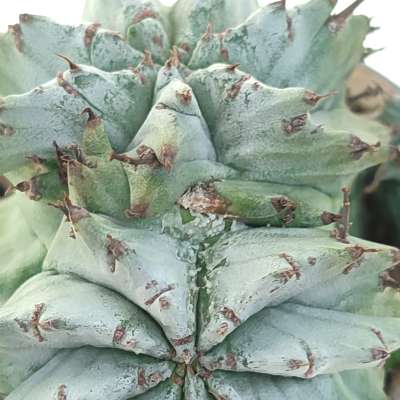 Euphorbia horrida var. Alba f. dicotomica - Giromagi