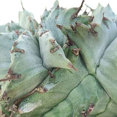 Euphorbia horrida var. Alba f. dicotomica - Giromagi