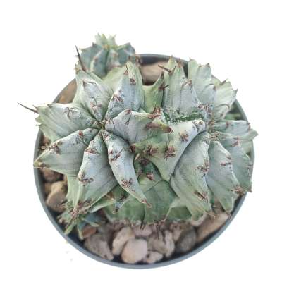 Euphorbia horrida var. Alba f. dicotomica - Giromagi