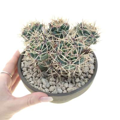 Gymnocalycium multiflorum