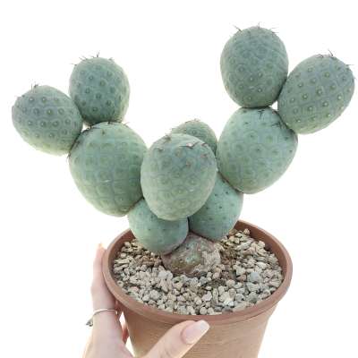 Tephrocactus geometricus (Old plant)