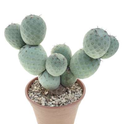 Tephrocactus geometricus (Old plant) - Giromagi