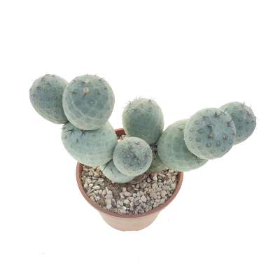 Tephrocactus geometricus (Old plant) - Giromagi