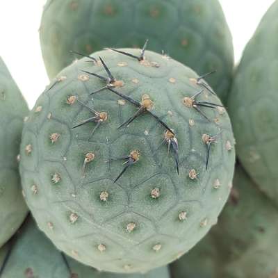 Tephrocactus geometricus (Old plant) - Giromagi
