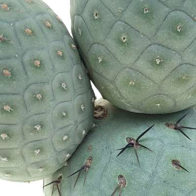 Tephrocactus geometricus (Old plant) - Giromagi