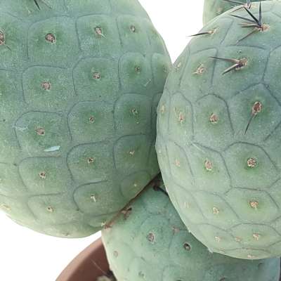 Tephrocactus geometricus (Old plant) - Giromagi