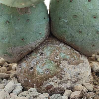 Tephrocactus geometricus (Old plant) - Giromagi