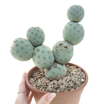 Tephrocactus geometricus (Old plant)