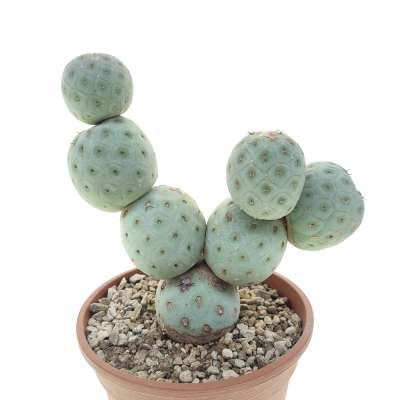 Tephrocactus geometricus (Old plant) - Giromagi