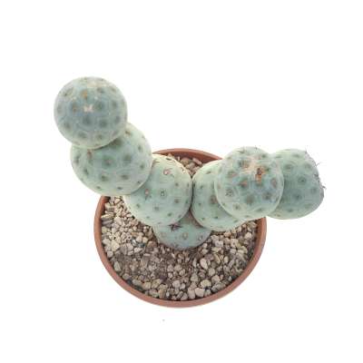 Tephrocactus geometricus (Old plant) - Giromagi