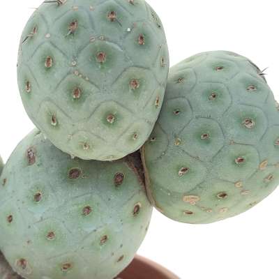 Tephrocactus geometricus (Old plant) - Giromagi