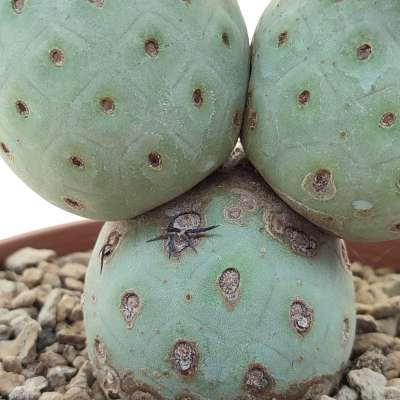 Tephrocactus geometricus (Old plant) - Giromagi