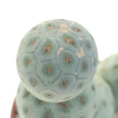 Tephrocactus geometricus (Old plant) - Giromagi