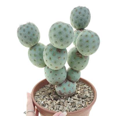Tephrocactus geometricus (Old plant)