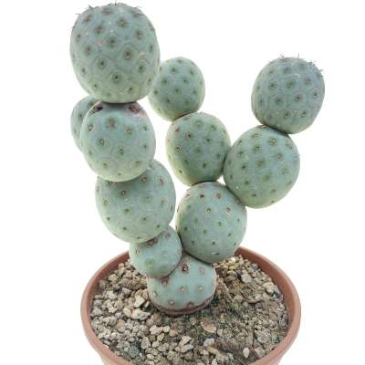 Tephrocactus geometricus (Old plant) - Giromagi