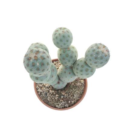 Tephrocactus geometricus (Old plant) - Giromagi