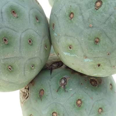 Tephrocactus geometricus (Old plant) - Giromagi