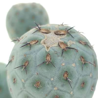 Tephrocactus geometricus (Old plant) - Giromagi