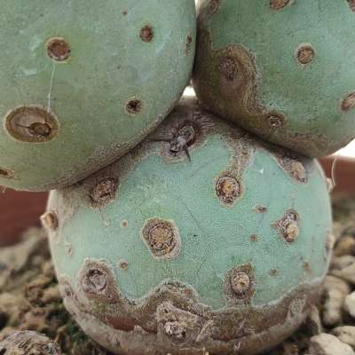 Tephrocactus geometricus (Old plant) - Giromagi