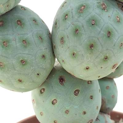 Tephrocactus geometricus (Old plant) - Giromagi