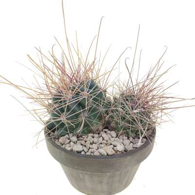 Ferocactus hamatacanthus var. sinuatus - Giromagi