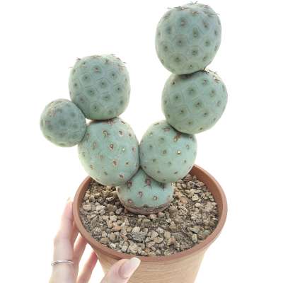 Tephrocactus geometricus (Old plant)
