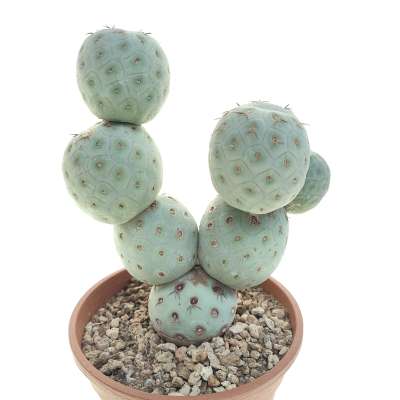 Tephrocactus geometricus (Old plant) - Giromagi