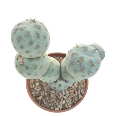 Tephrocactus geometricus (Old plant) - Giromagi