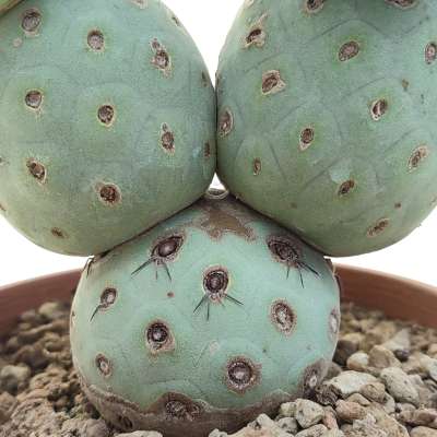 Tephrocactus geometricus (Old plant) - Giromagi