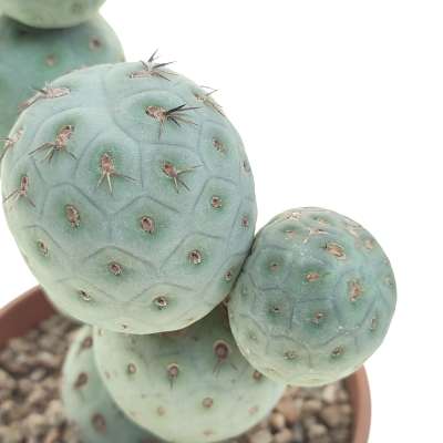 Tephrocactus geometricus (Old plant) - Giromagi