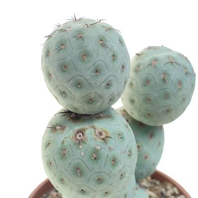 Tephrocactus geometricus (Old plant) - Giromagi