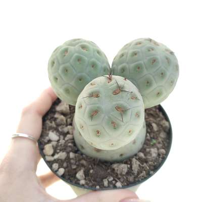 Tephrocactus geometricus