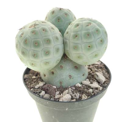 Tephrocactus geometricus - Giromagi