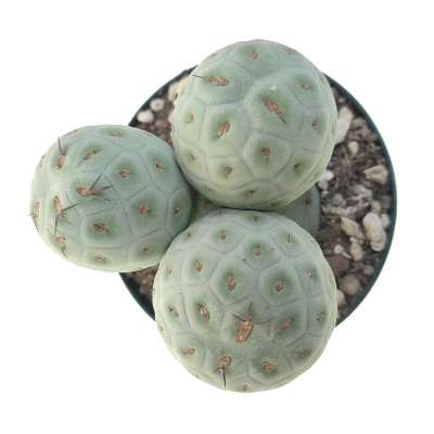 Tephrocactus geometricus - Giromagi
