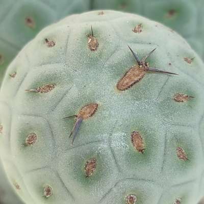 Tephrocactus geometricus - Giromagi