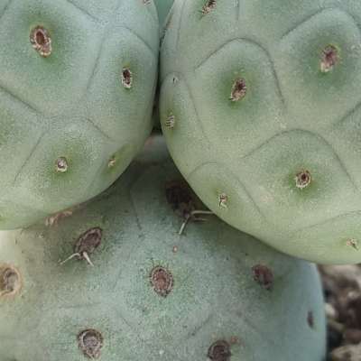 Tephrocactus geometricus - Giromagi
