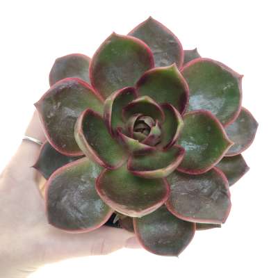 Echeveria 'Red Light'