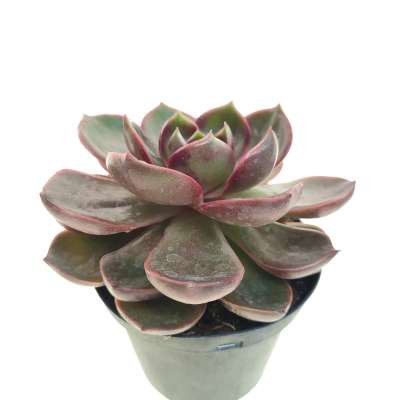 Echeveria 'Red Light' - Giromagi