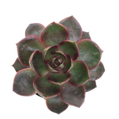 Echeveria 'Red Light' - Giromagi