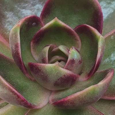 Echeveria 'Red Light' - Giromagi
