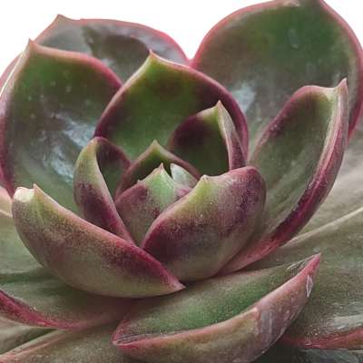 Echeveria 'Red Light' - Giromagi