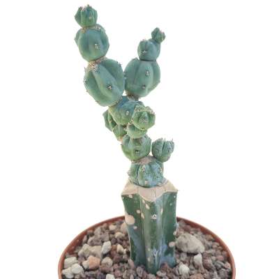 Myrtillocactus geometrizans f. mostruosa Stacker - Giromagi